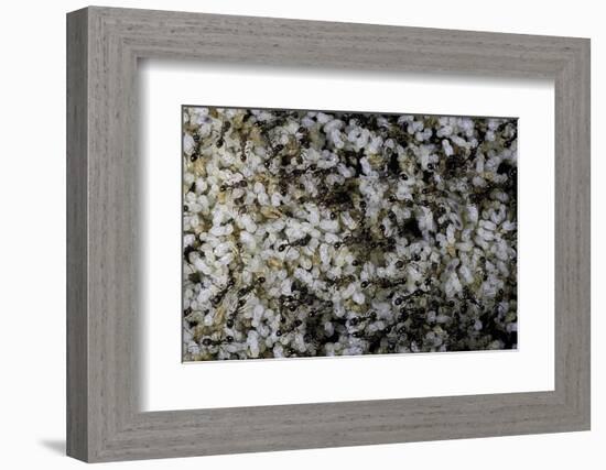 Anthill under a Stone-Paul Starosta-Framed Photographic Print