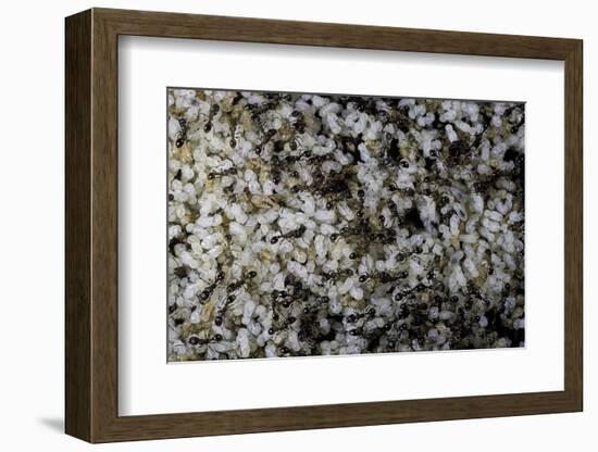 Anthill under a Stone-Paul Starosta-Framed Photographic Print
