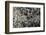 Anthill under a Stone-Paul Starosta-Framed Photographic Print