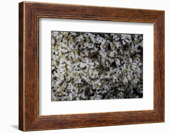 Anthill under a Stone-Paul Starosta-Framed Photographic Print