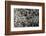 Anthill under a Stone-Paul Starosta-Framed Photographic Print