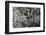 Anthill under a Stone-Paul Starosta-Framed Photographic Print