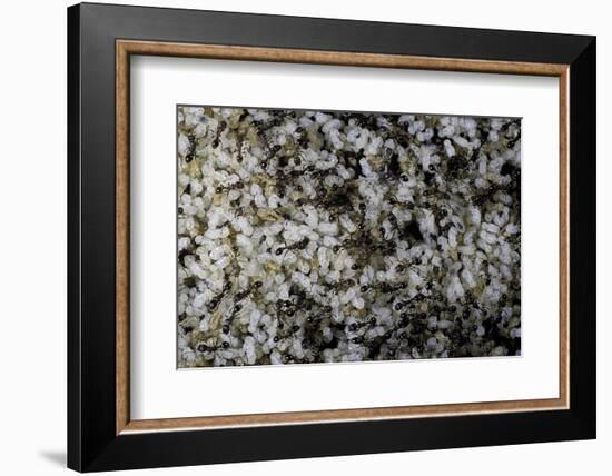 Anthill under a Stone-Paul Starosta-Framed Photographic Print