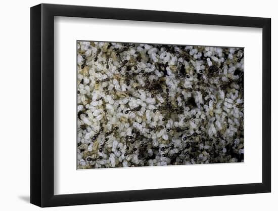Anthill under a Stone-Paul Starosta-Framed Photographic Print