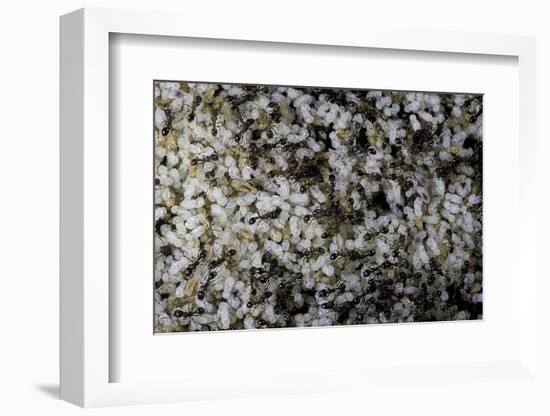 Anthill under a Stone-Paul Starosta-Framed Photographic Print