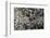 Anthill under a Stone-Paul Starosta-Framed Photographic Print