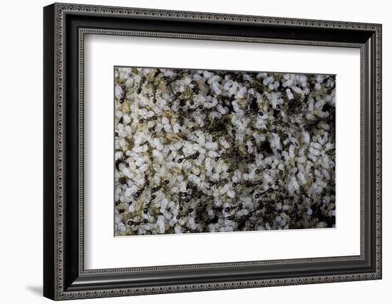 Anthill under a Stone-Paul Starosta-Framed Photographic Print