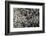 Anthill under a Stone-Paul Starosta-Framed Photographic Print