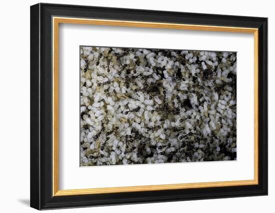 Anthill under a Stone-Paul Starosta-Framed Photographic Print