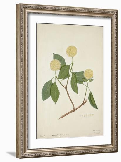 Anthocephalis Cadamba Miq, 1800-10-null-Framed Giclee Print