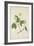 Anthocephalis Cadamba Miq, 1800-10-null-Framed Giclee Print