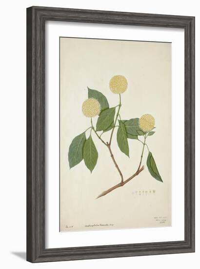 Anthocephalis Cadamba Miq, 1800-10-null-Framed Giclee Print