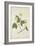 Anthocephalis Cadamba Miq, 1800-10-null-Framed Giclee Print