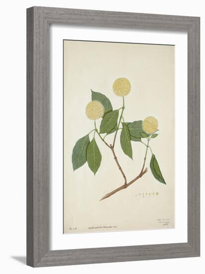 Anthocephalis Cadamba Miq, 1800-10-null-Framed Giclee Print