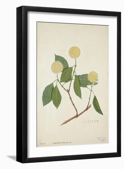 Anthocephalis Cadamba Miq, 1800-10-null-Framed Giclee Print