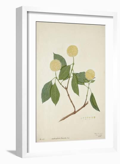 Anthocephalis Cadamba Miq, 1800-10-null-Framed Giclee Print