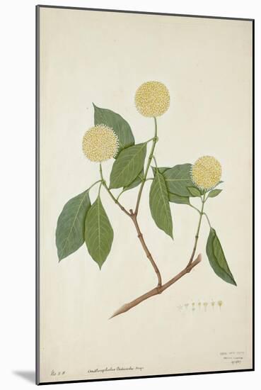 Anthocephalis Cadamba Miq, 1800-10-null-Mounted Giclee Print