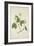 Anthocephalis Cadamba Miq, 1800-10-null-Framed Giclee Print