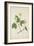 Anthocephalis Cadamba Miq, 1800-10-null-Framed Giclee Print