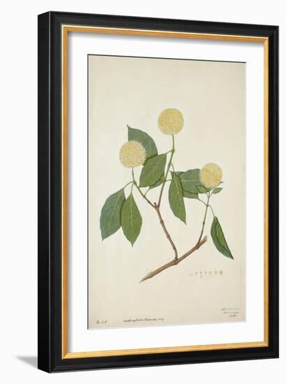 Anthocephalis Cadamba Miq, 1800-10-null-Framed Giclee Print