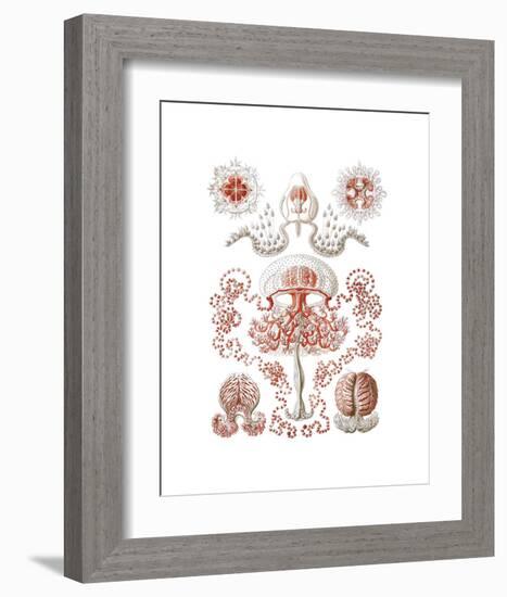 Anthomedusae-Ernst Haeckel-Framed Art Print