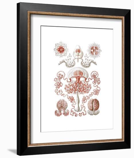 Anthomedusae-Ernst Haeckel-Framed Art Print