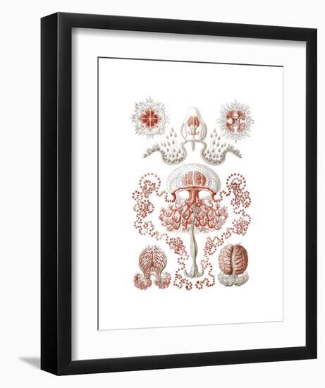 Anthomedusae-Ernst Haeckel-Framed Art Print