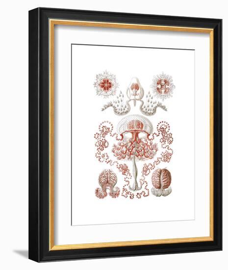 Anthomedusae-Ernst Haeckel-Framed Art Print