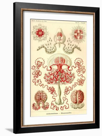 Anthomedusae-Ernst Haeckel-Framed Art Print