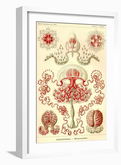 Anthomedusae-Ernst Haeckel-Framed Art Print