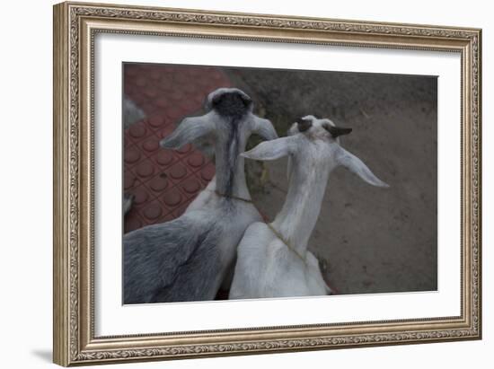 Anthony and Cleopatra-Valda Bailey-Framed Photographic Print