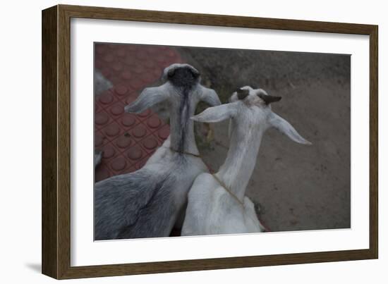 Anthony and Cleopatra-Valda Bailey-Framed Photographic Print