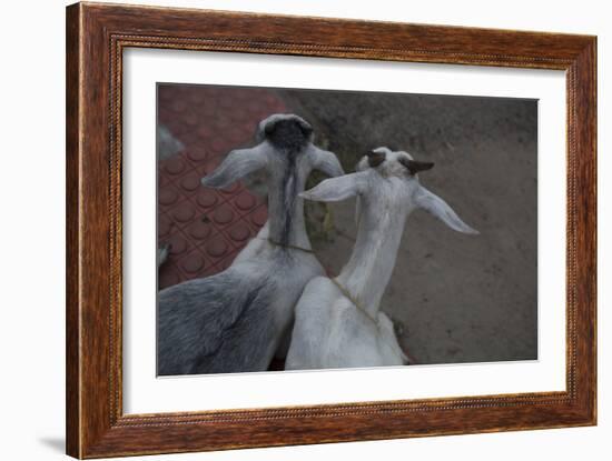 Anthony and Cleopatra-Valda Bailey-Framed Photographic Print