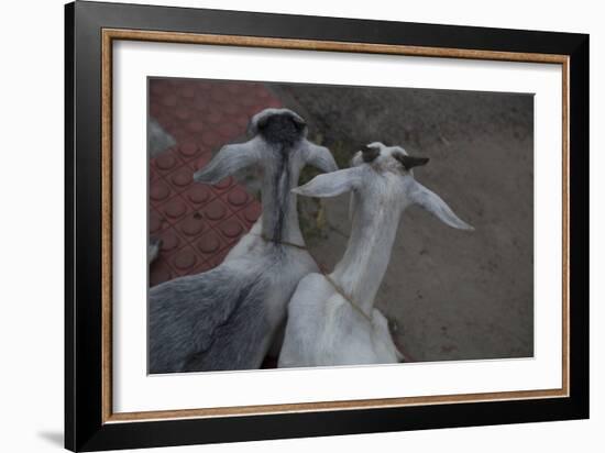 Anthony and Cleopatra-Valda Bailey-Framed Photographic Print