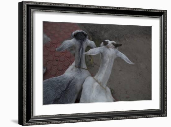 Anthony and Cleopatra-Valda Bailey-Framed Photographic Print