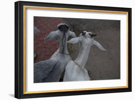 Anthony and Cleopatra-Valda Bailey-Framed Photographic Print