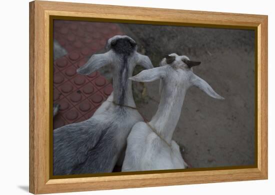 Anthony and Cleopatra-Valda Bailey-Framed Premier Image Canvas