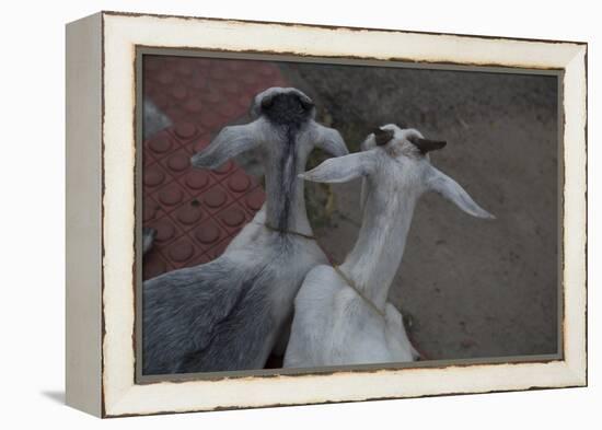 Anthony and Cleopatra-Valda Bailey-Framed Premier Image Canvas