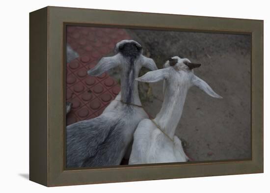 Anthony and Cleopatra-Valda Bailey-Framed Premier Image Canvas