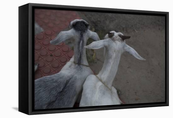 Anthony and Cleopatra-Valda Bailey-Framed Premier Image Canvas