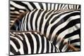 Premium Photographic Print