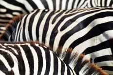 Kenya, Masai Mara National Reserve, Rear View of Zebras Looking at the Plain-Anthony Asael/Art in All of Us-Framed Photographic Print