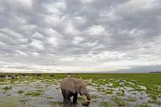 Kenya, Masai Mara National Reserve, Rear View of Zebras Looking at the Plain-Anthony Asael/Art in All of Us-Photographic Print