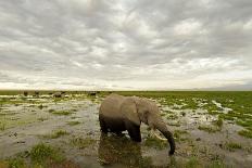 Kenya, Amboseli National Park, Elephants in Wet Grassland in Cloudy Weather-Anthony Asael/Art in All of Us-Photographic Print