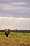 Kenya, Amboseli National Park, Elephants in Wet Grassland in Cloudy Weather-Anthony Asael/Art in All of Us-Framed Photographic Print