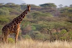 Kenya, Amboseli National Park, close up on Zebra Stripes-Anthony Asael/Art in All of Us-Framed Photographic Print