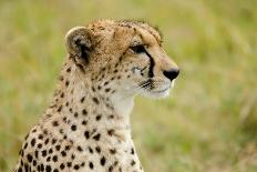 Kenya, Masai Mara National Reserve, Cheetah Lying and Resting-Anthony Asael/Art in All of Us-Framed Photographic Print
