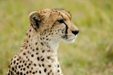 Kenya, Masai Mara National Reserve, Cheetah Alert in the Savanna Ready to Chase for a Kill-Anthony Asael/Art in All of Us-Photographic Print