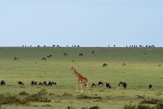 Kenya, Amboseli National Park, close up on Zebra Stripes-Anthony Asael/Art in All of Us-Photographic Print