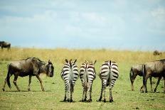 Kenya, Masai Mara National Reserve, Rear View of Zebras Looking at the Plain-Anthony Asael/Art in All of Us-Photographic Print